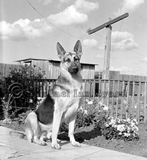 German Shepherd Dog Roger(Lasarowa Rover)